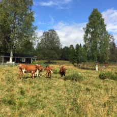 Seteroversikt i Løiten Almenning