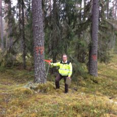 Årets skogsdrift i Løiten Almenning