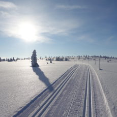 Løtenløyper trenger din støtte!