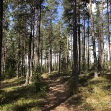 Årsmøte med valg i Løiten Almenning