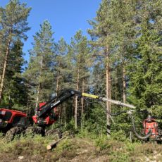 Første halvår i skogen