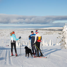 Ny forskrift om båndtvang for hund